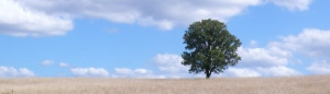 copy-Arbre_ete-optim.jpg